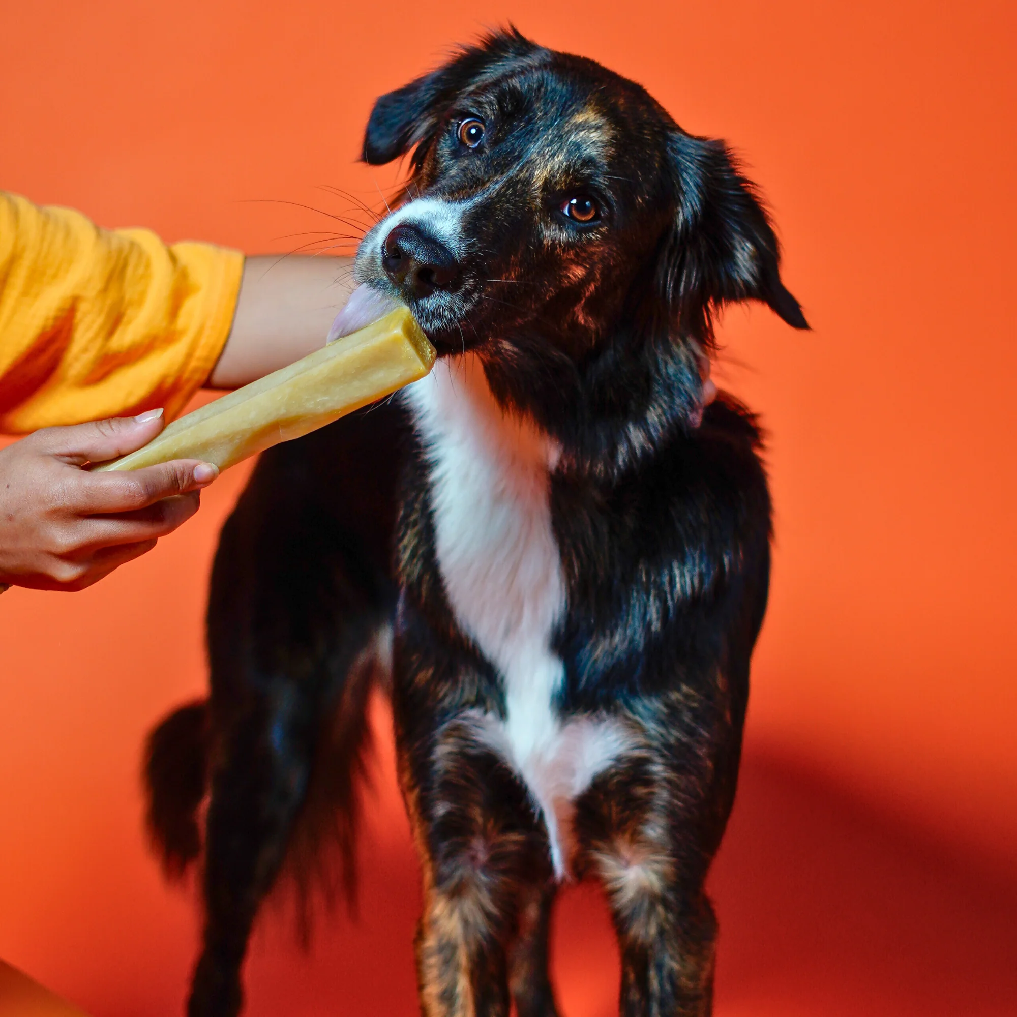 Pumpkin Cheese Chews for Dogs - Image 4