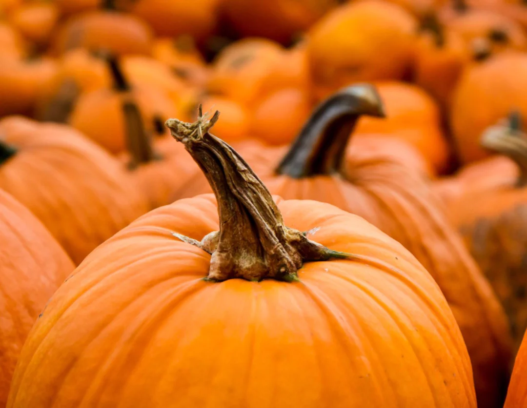 Pumpkin Flavored Yak Cheese Chew - made with REAL PUMPKIN Puree - Single - Image 6