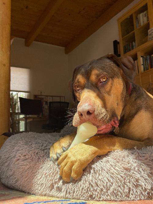 PUP-X Rubber Bone Dog Toy - Durable, Floats, Chew Toy for Large Dogs | USA - Image 12
