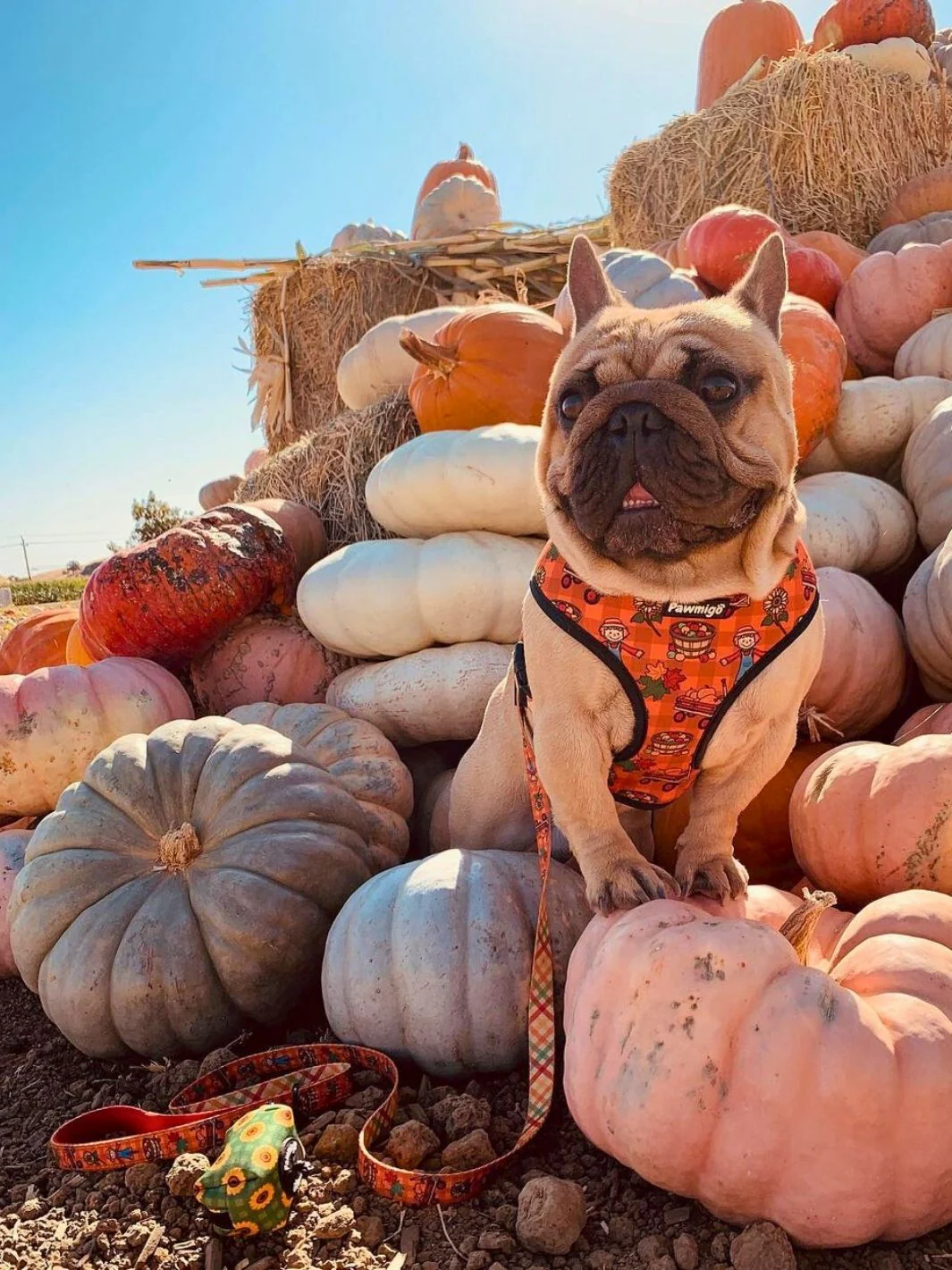 Pupkin Patch Leash Kit - Image 2