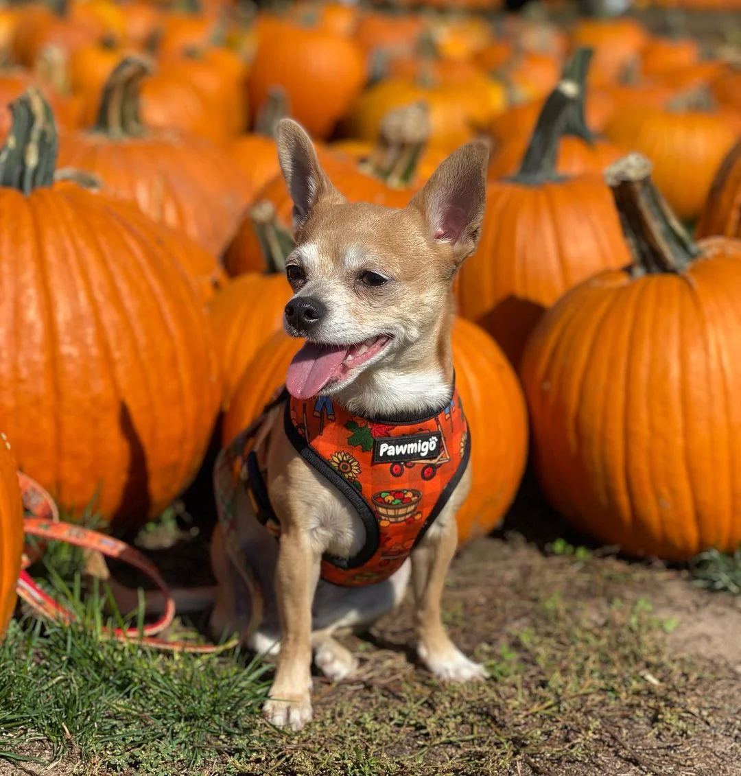 Pupkin Patch Leash Kit - Image 4