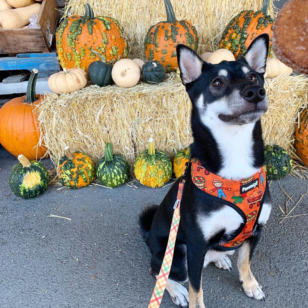Pupkin Patch Reversible Harness - Image 2