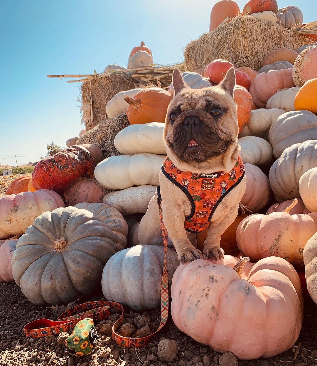 Pupkin Patch Reversible Harness - Image 3