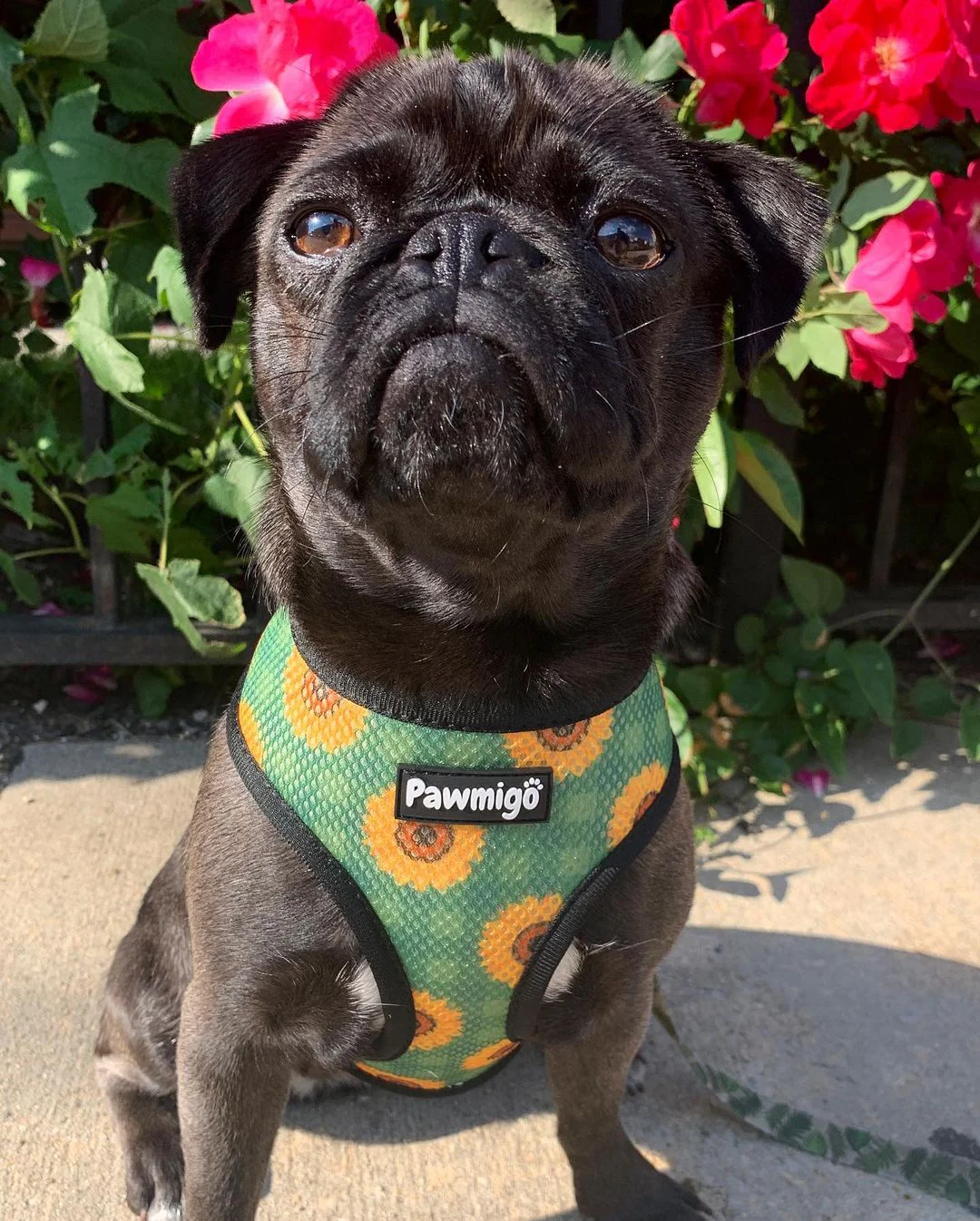Pupkin Patch Reversible Harness - Image 4