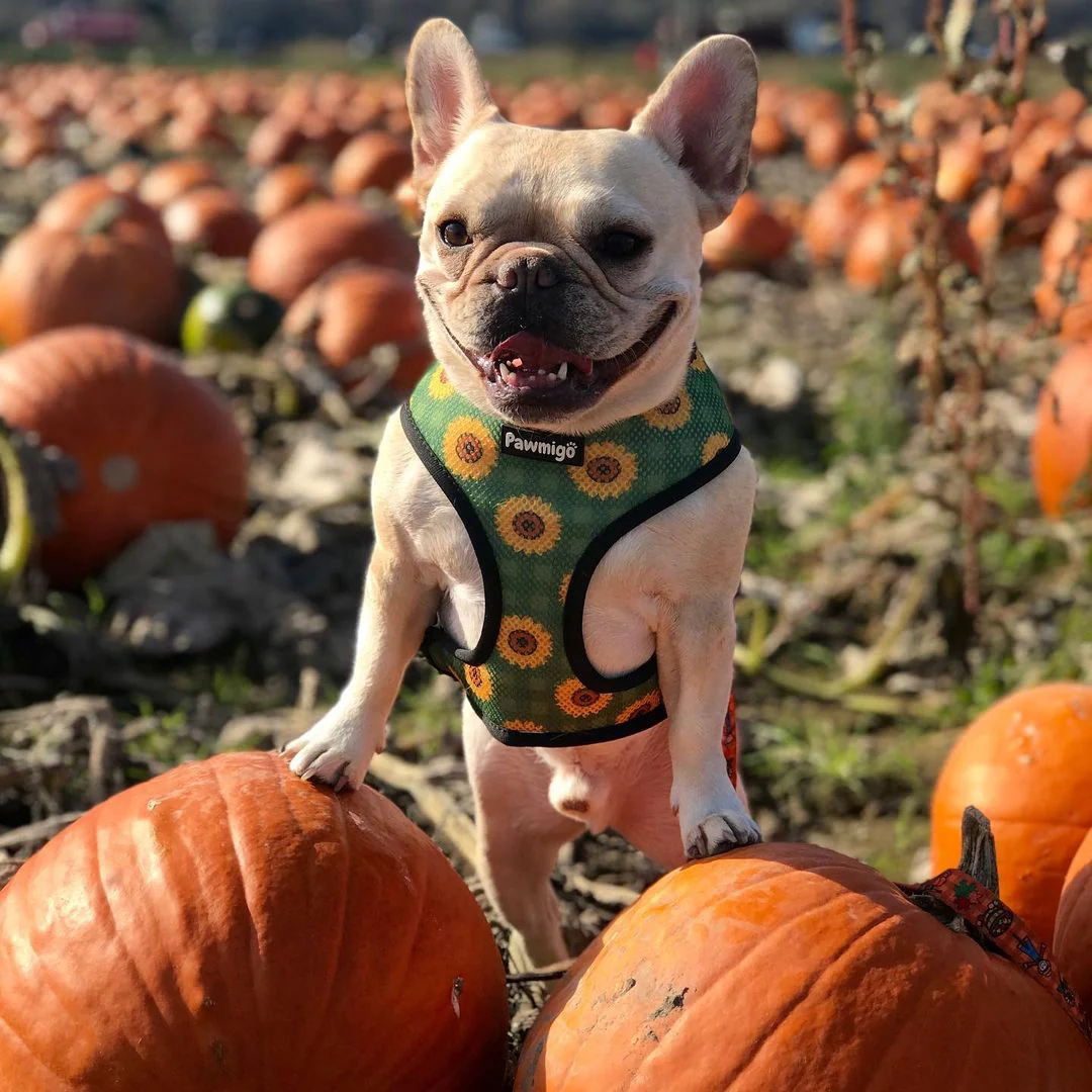Pupkin Patch Reversible Harness - Image 6