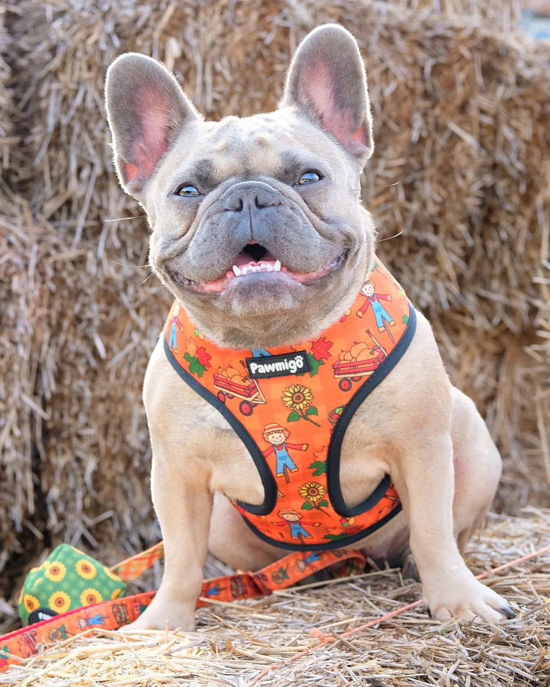Pupkin Patch Reversible Harness - Image 7
