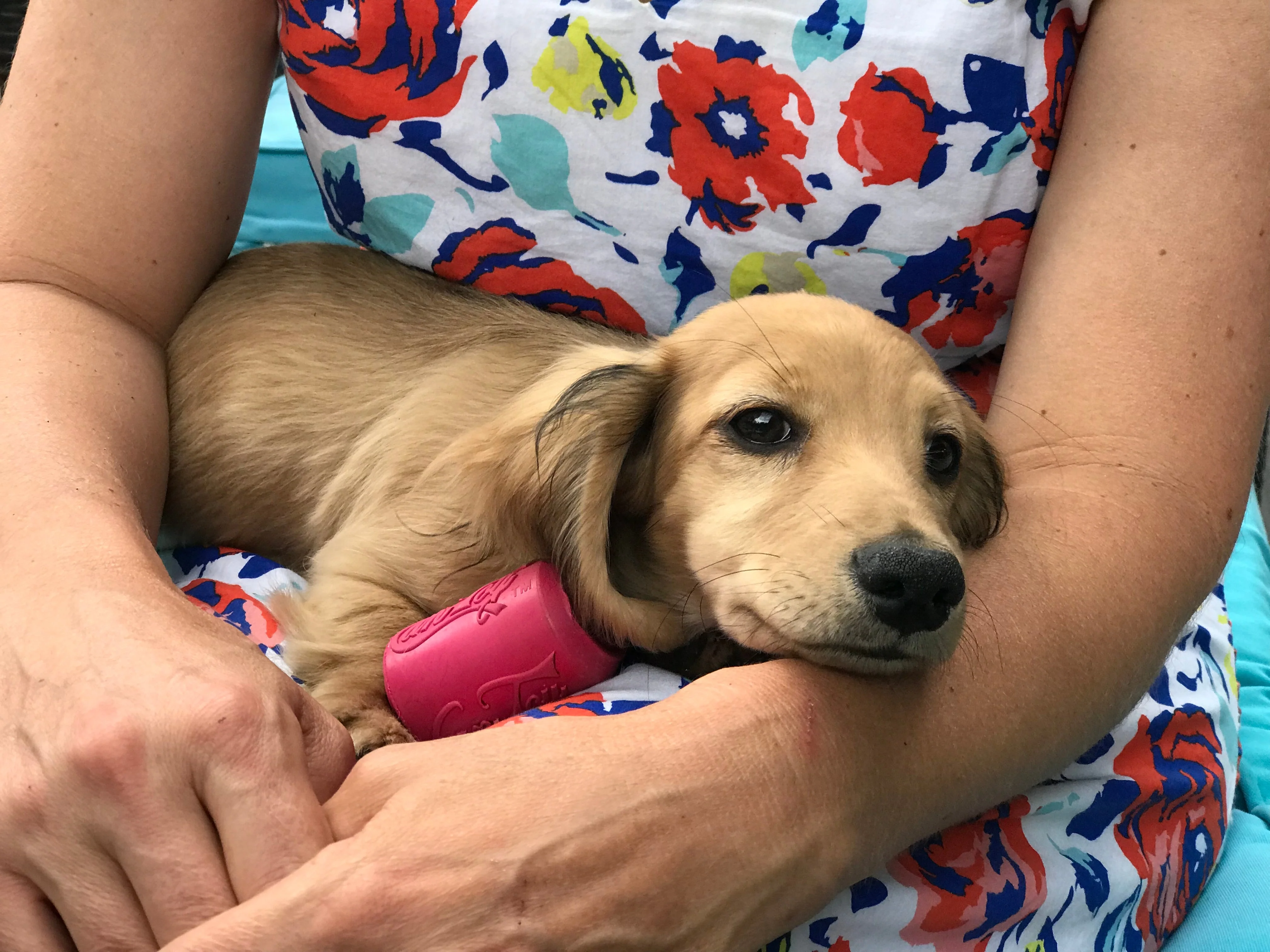 Puppy Can Toy Rubber Chew Toy for Teething Puppies | Treat Dispenser | USA Made - Image 10