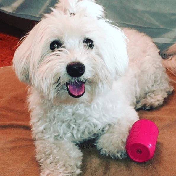 Puppy Can Toy Rubber Chew Toy for Teething Puppies | Treat Dispenser | USA Made - Image 6