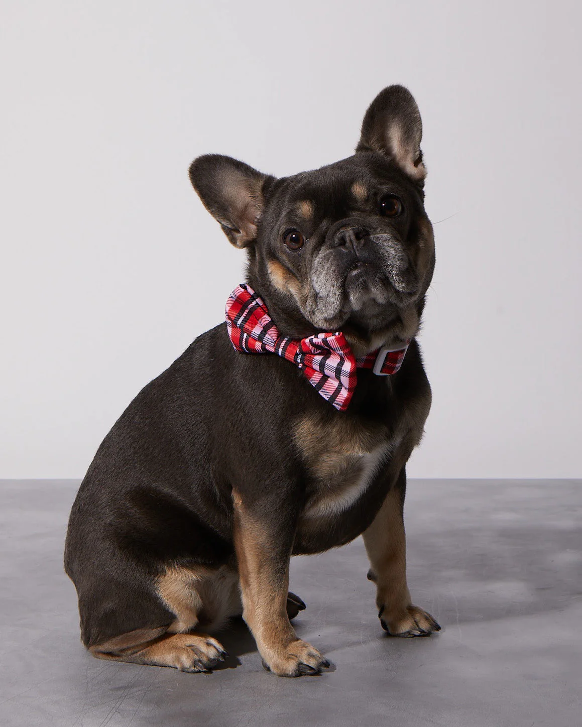 Puppy Love Plaid Dog Collar & Bowtie - Image 2