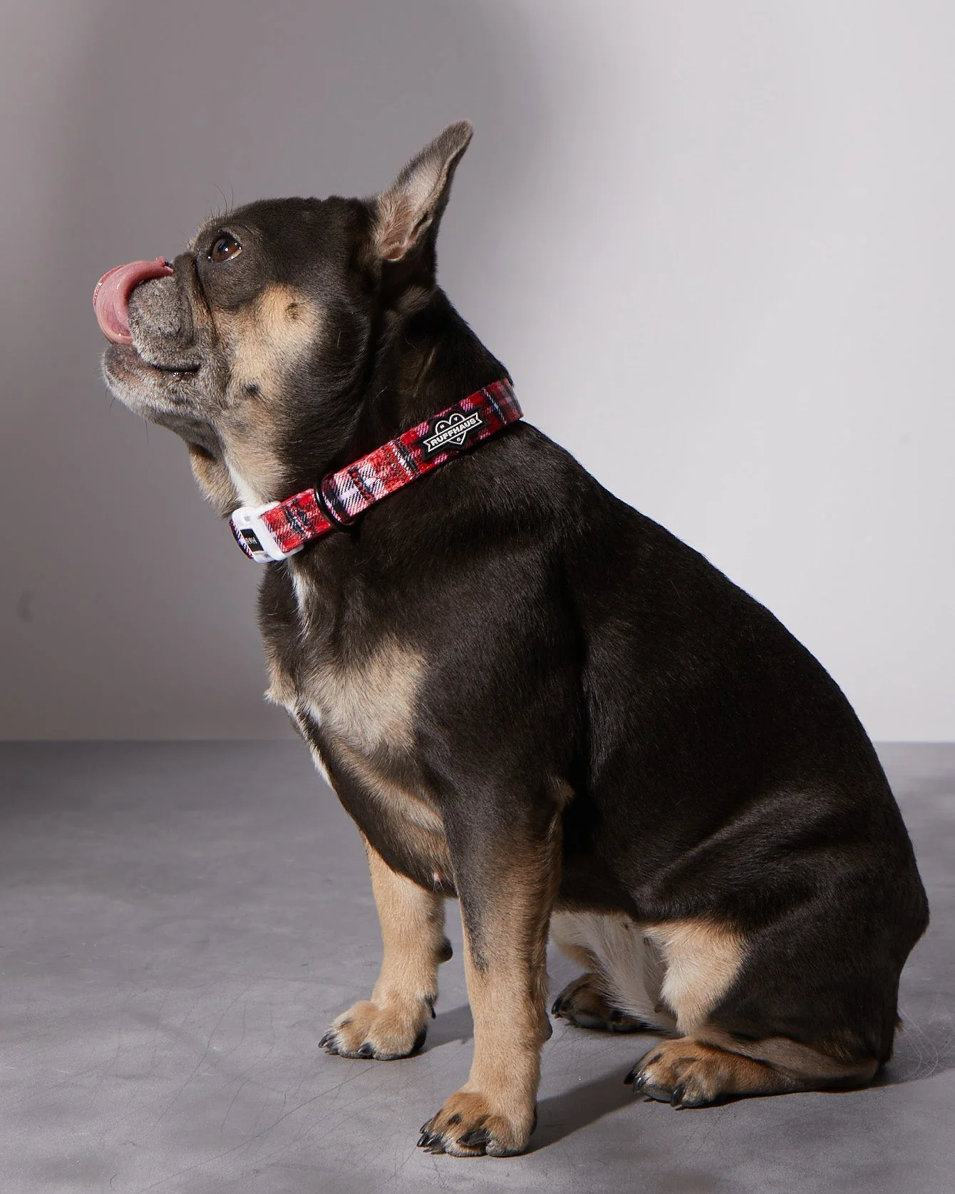 Puppy Love Plaid Dog Collar & Bowtie - Image 3
