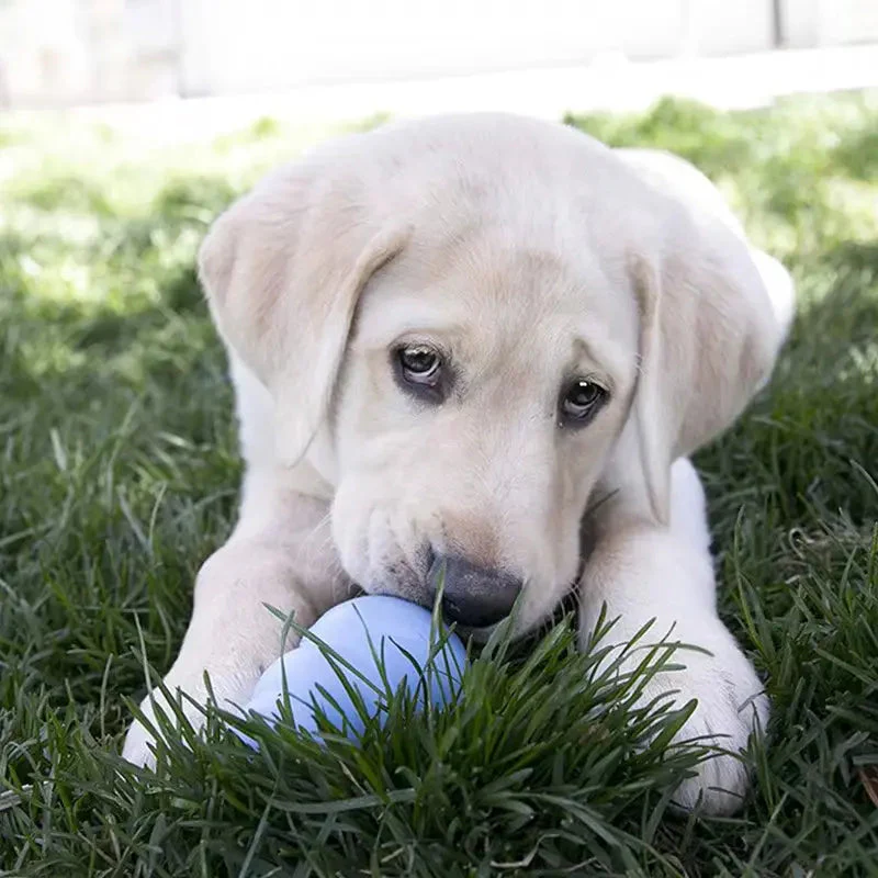 Puppy Natural Teething Rubber Dog Chew Toy with Your Choice of Dog Treat Toy XS-L - Image 4