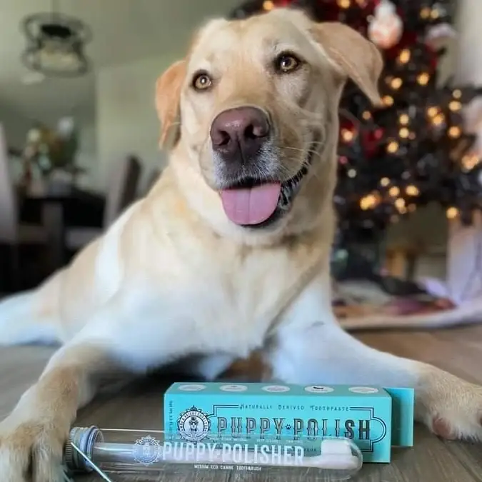 Puppy Polish Toothpaste - Filet Mignon (Beef) - Image 18