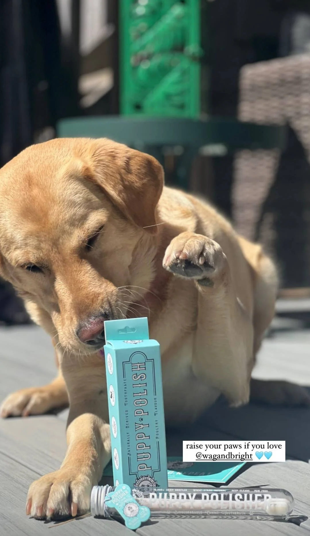 Puppy Polish Toothpaste - Filet Mignon (Beef) - Image 23