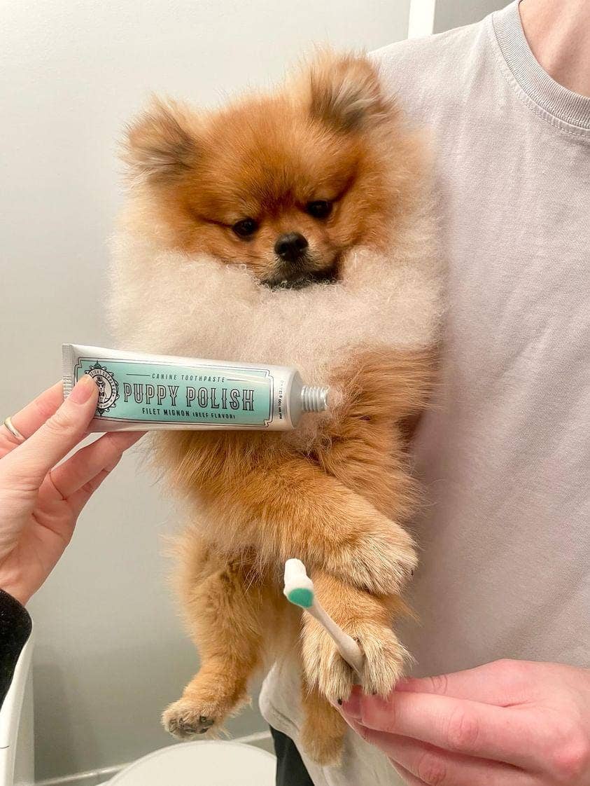 Puppy Polish Toothpaste - Filet Mignon (Beef) - Image 3