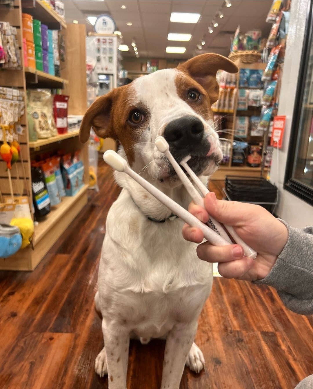 Puppy Polisher Eco Toothbrush - (Medium) - Image 11