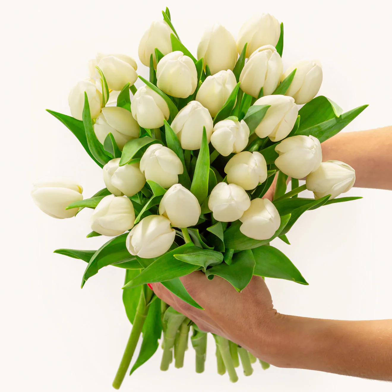 Pure White Tulips - Image 2