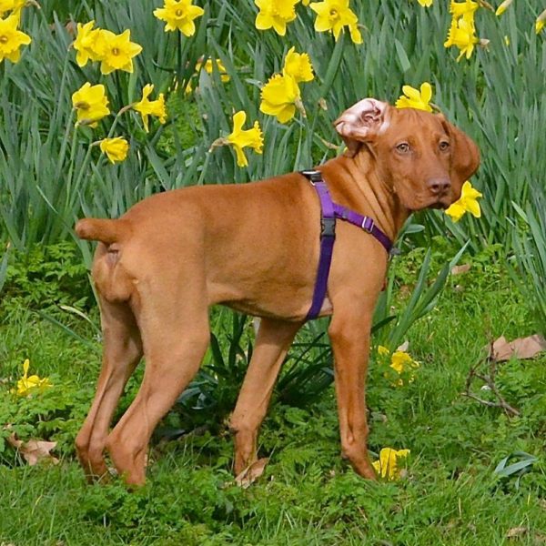 Purple Freedom No-Pull Dog Harness - Image 8