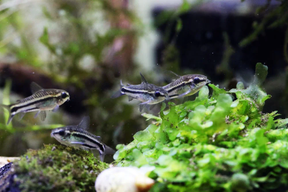 Pygmy Corydoras (Corydoras pygmaeus) - Image 2