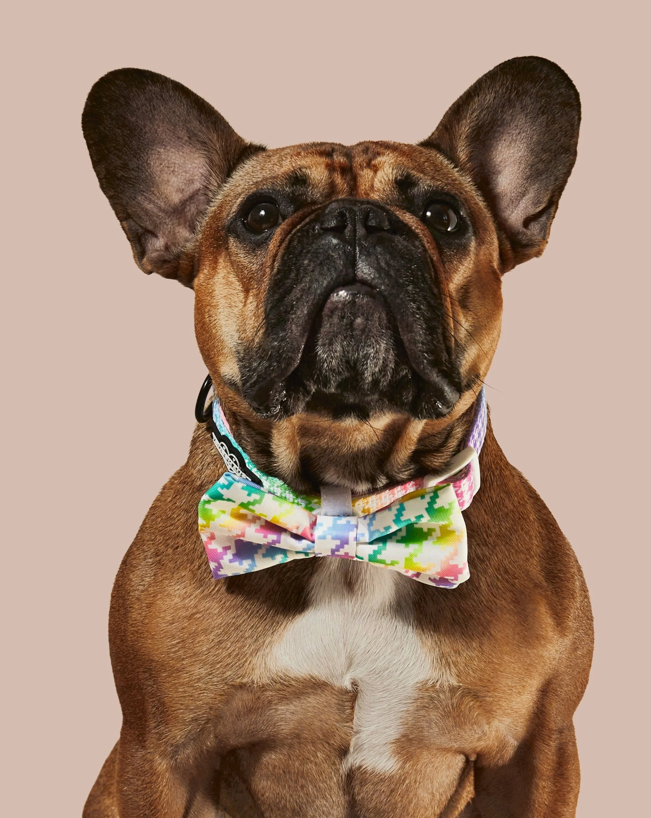 Rainbowtooth Collar & Bowtie - Image 2