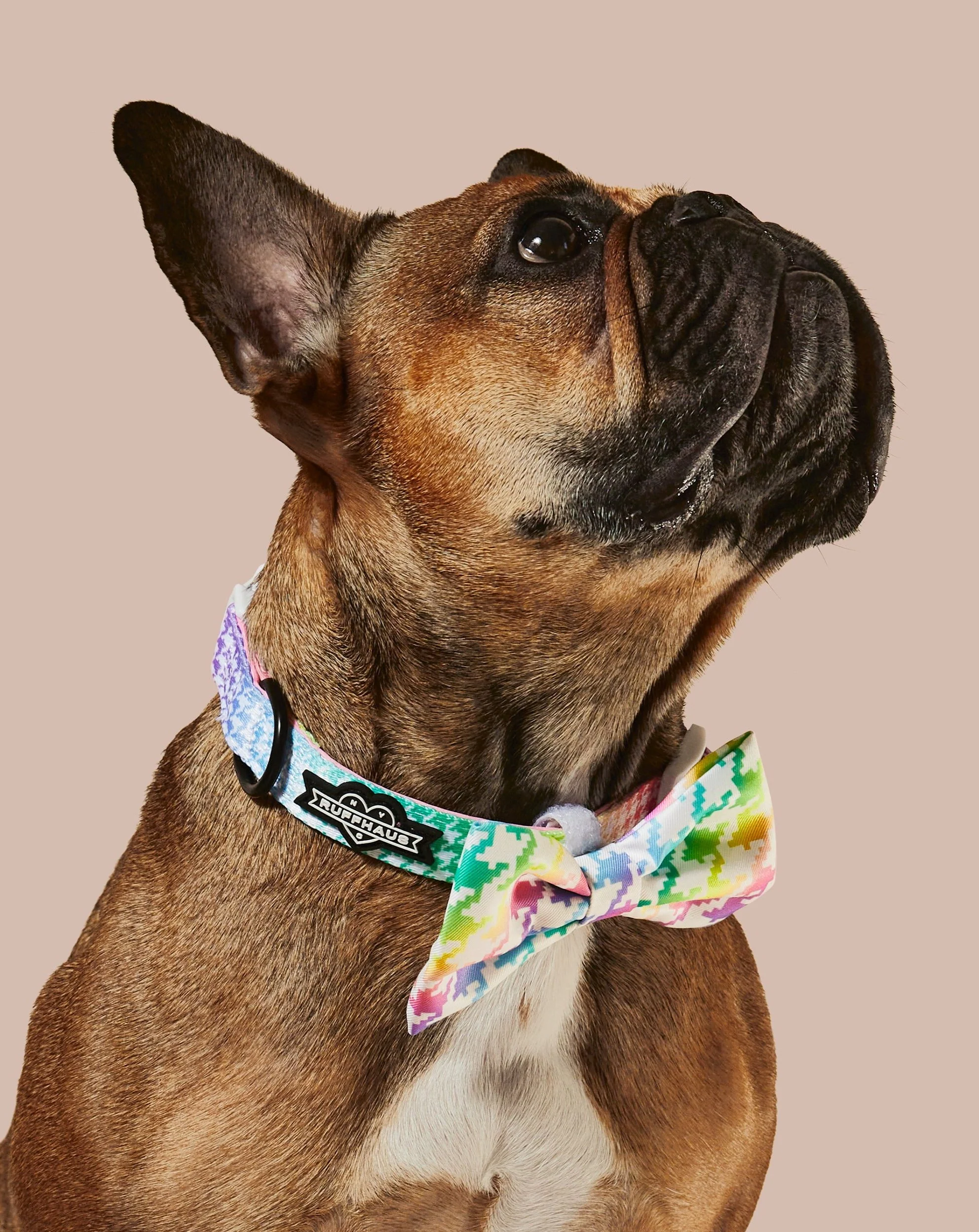 Rainbowtooth Collar & Bowtie - Image 3
