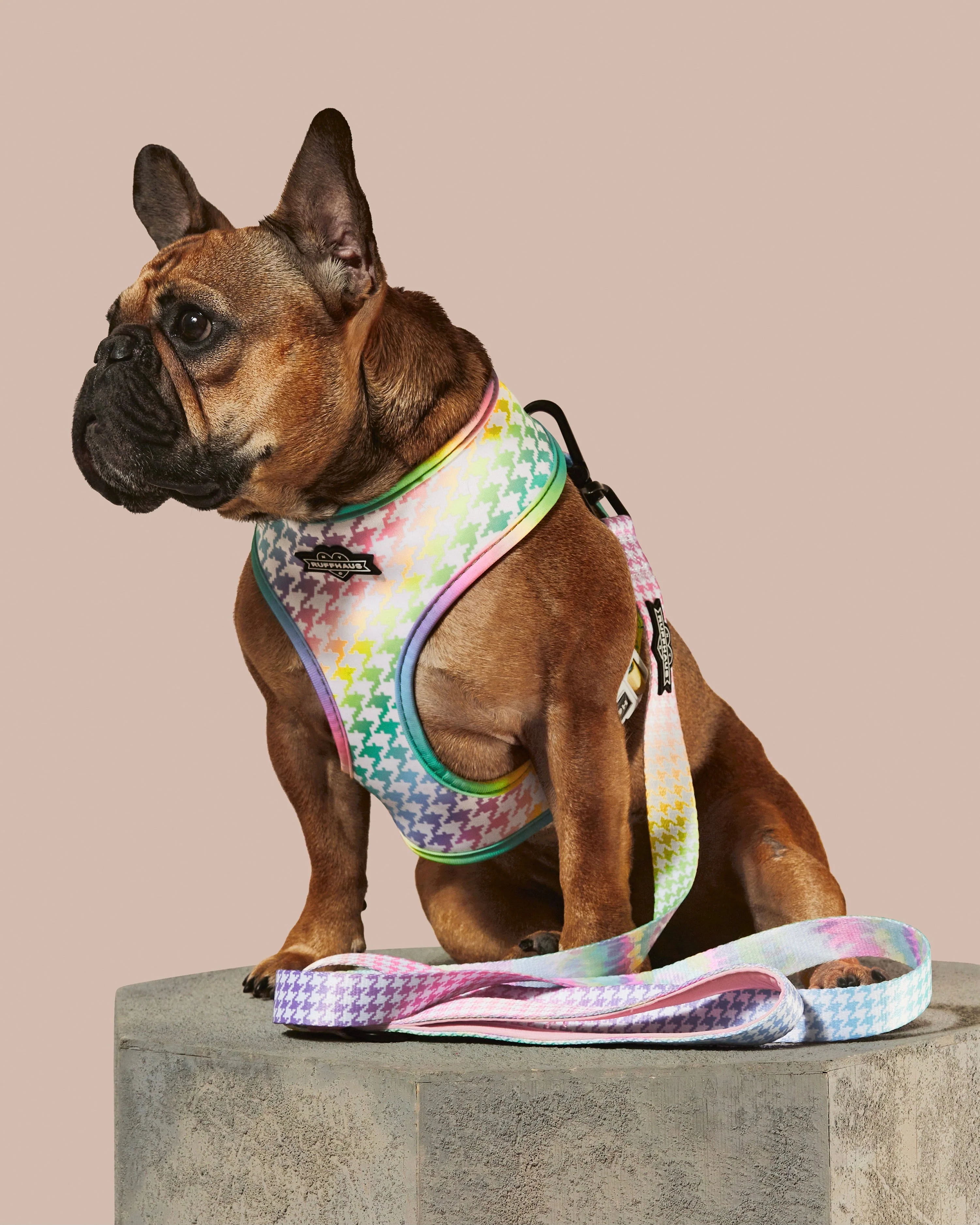 Rainbowtooth Dog Leash - Image 2