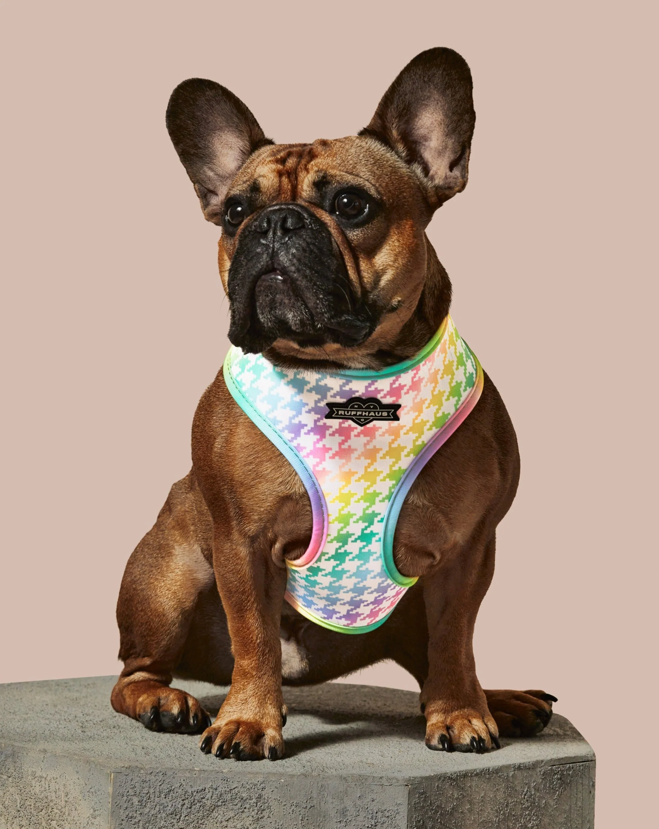 Rainbowtooth Reversible Harness - Image 2