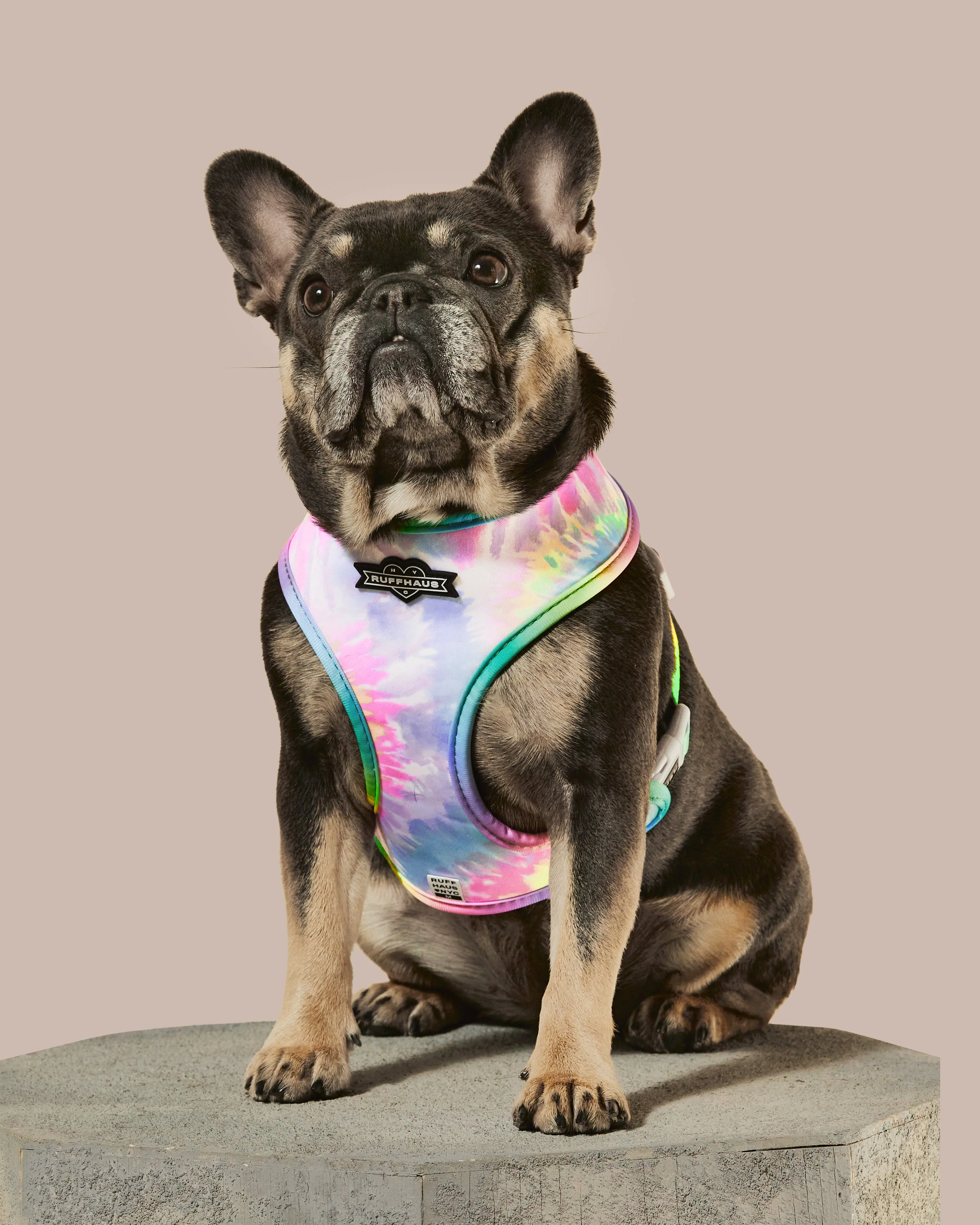 Rainbowtooth Reversible Harness - Image 3