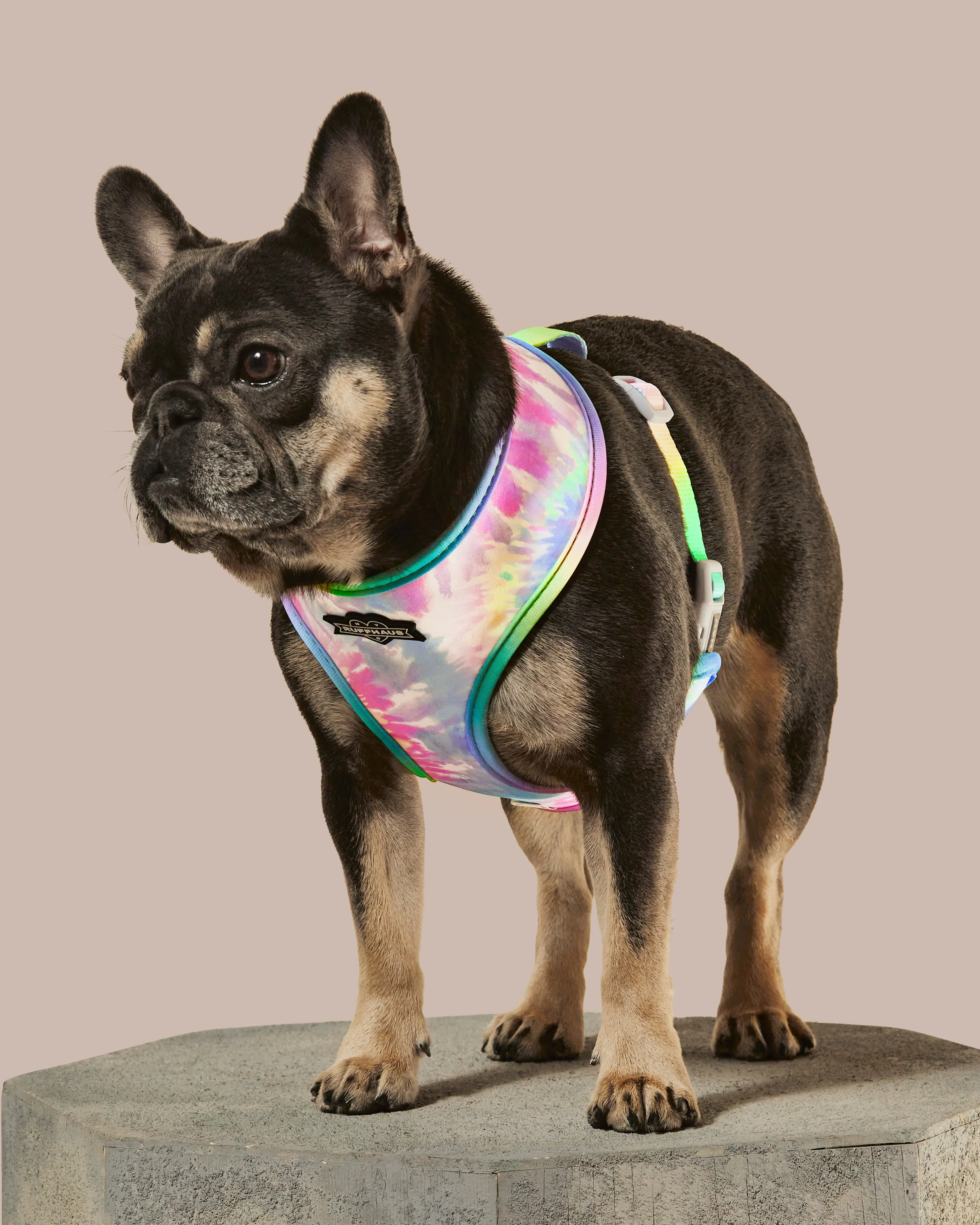 Rainbowtooth Reversible Harness - Image 5