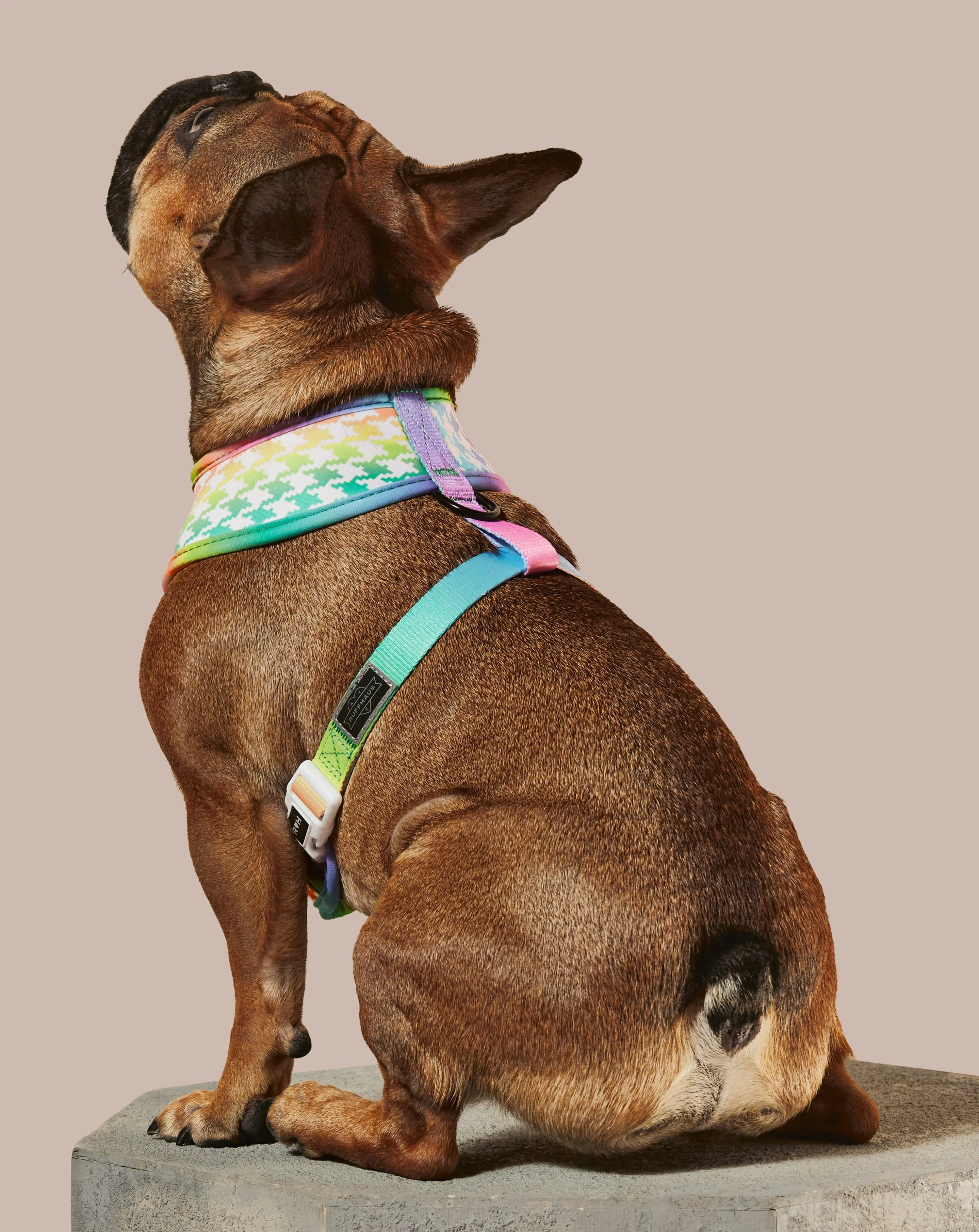 Rainbowtooth Reversible Harness - Image 6