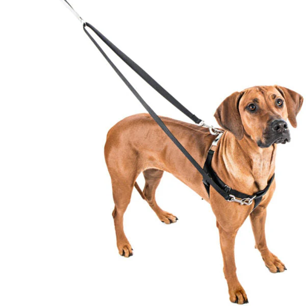 Raspberry Freedom No-Pull Dog Harness - Image 4