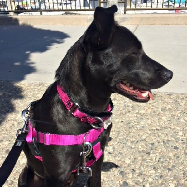 Raspberry Freedom No-Pull Dog Harness - Image 8