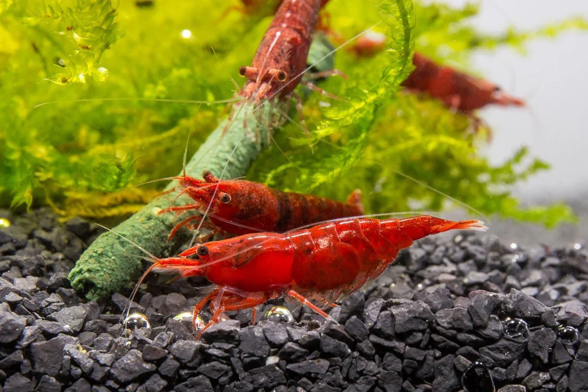 Red Cherry Shrimp - Image 2