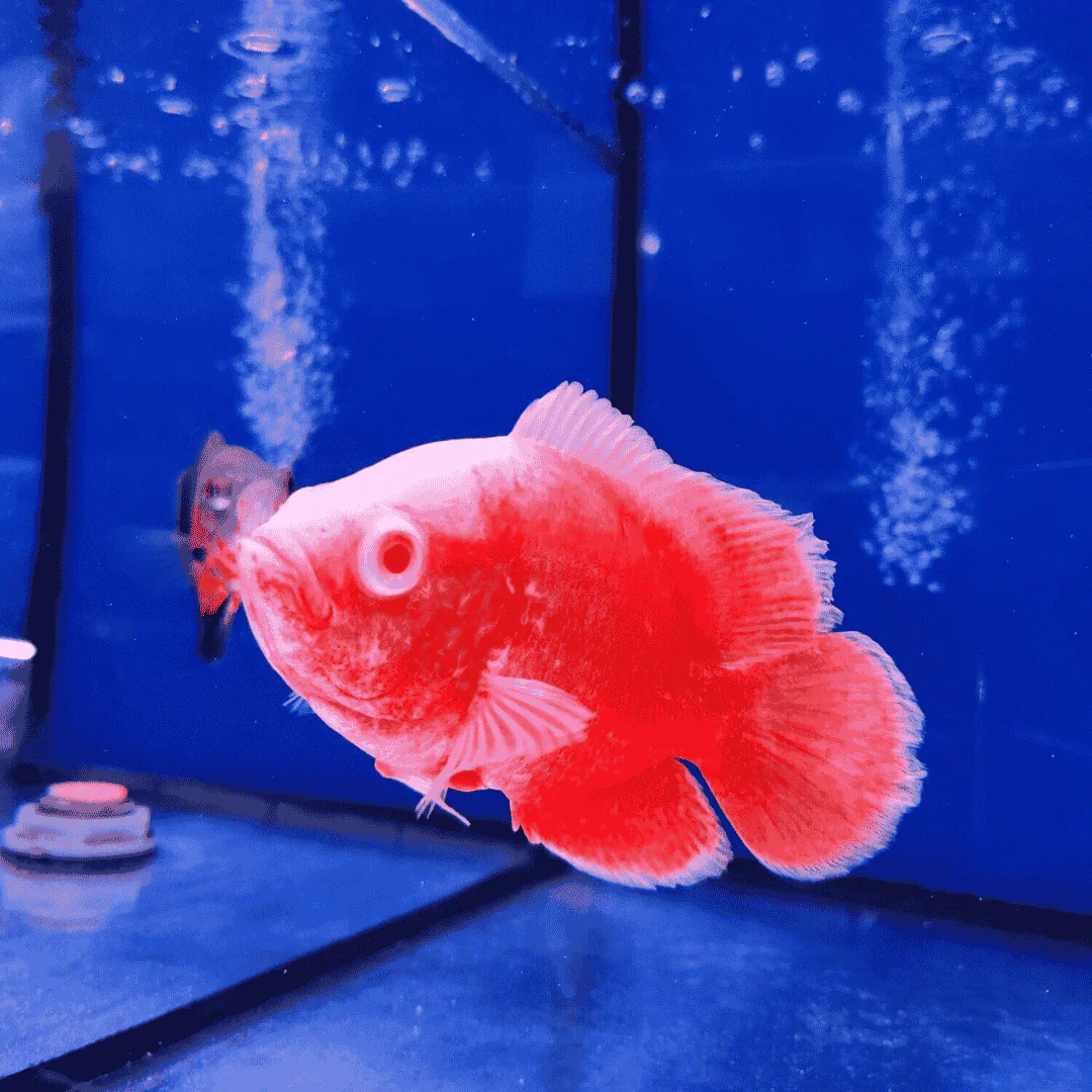Red Chili Oscar (Astronotus ocellatus) - Image 2