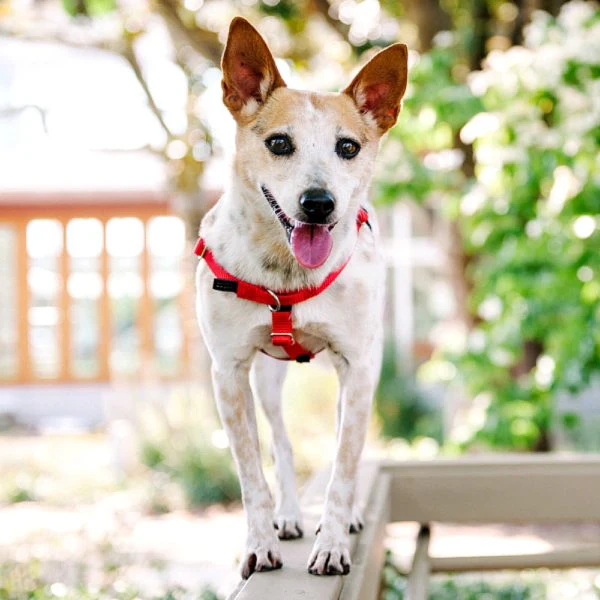 Red Freedom No-Pull Dog Harness - Image 8