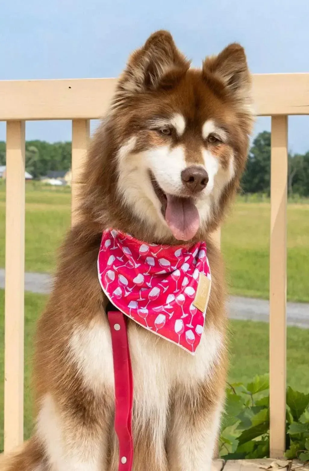 Red Mountain Syrah Dog Bandana & Matching Keychain - Image 3