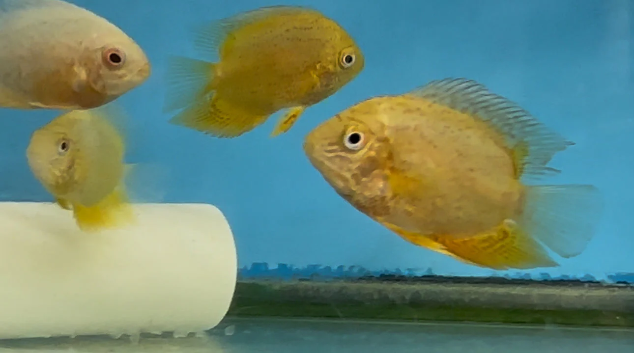 Red Spot Gold Severum (Heros cf. efasciatus) - Image 2
