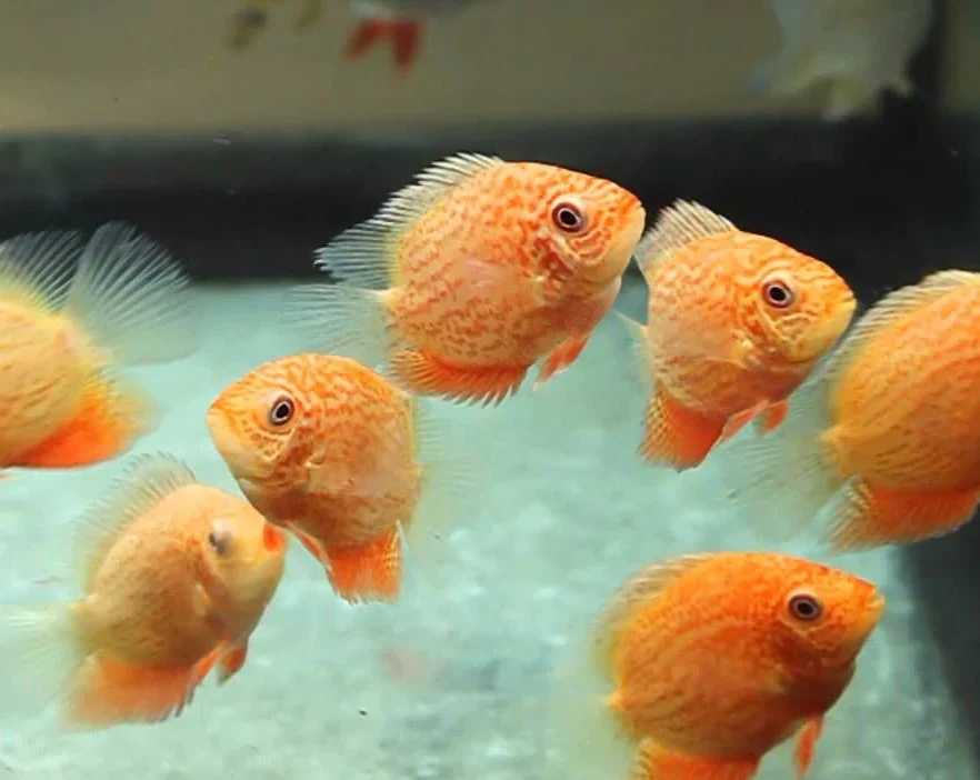 Red Spot Severum - Image 2