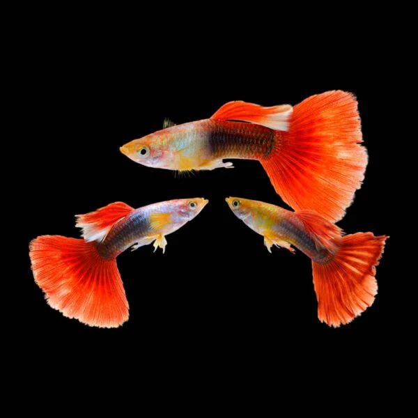 Red Tuxedo guppy PAIR - Image 2