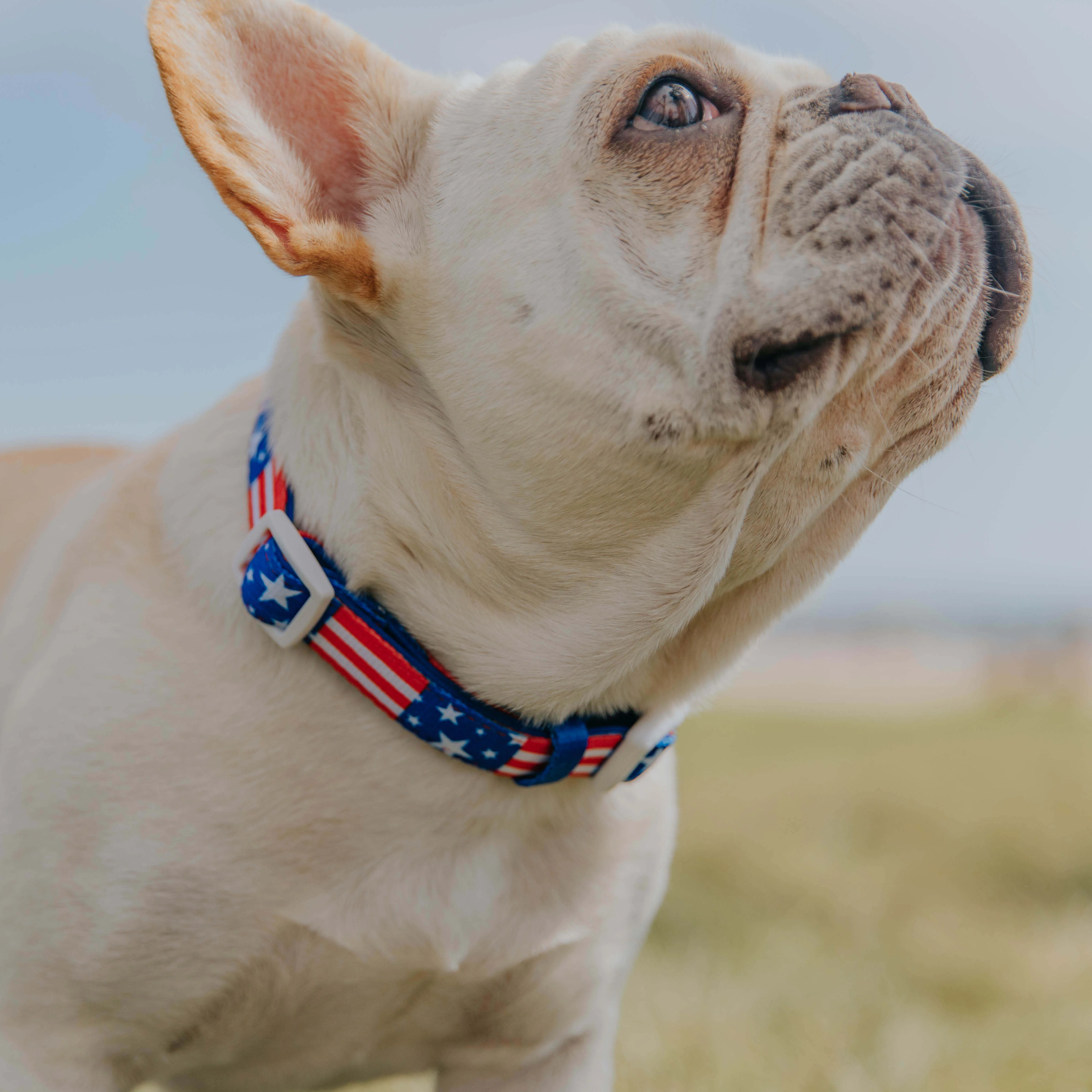 Red, White, & Bark Classic Collar - Image 2