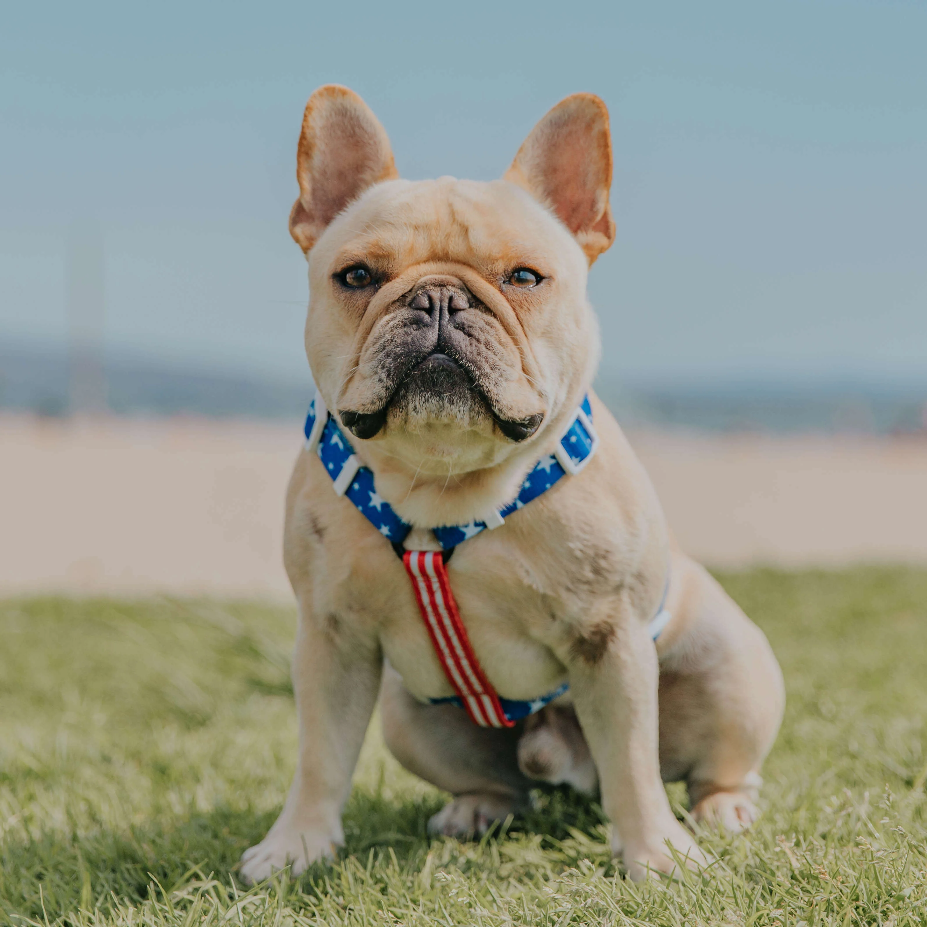 Red, White & Bark Free-Fit Harness - Image 2