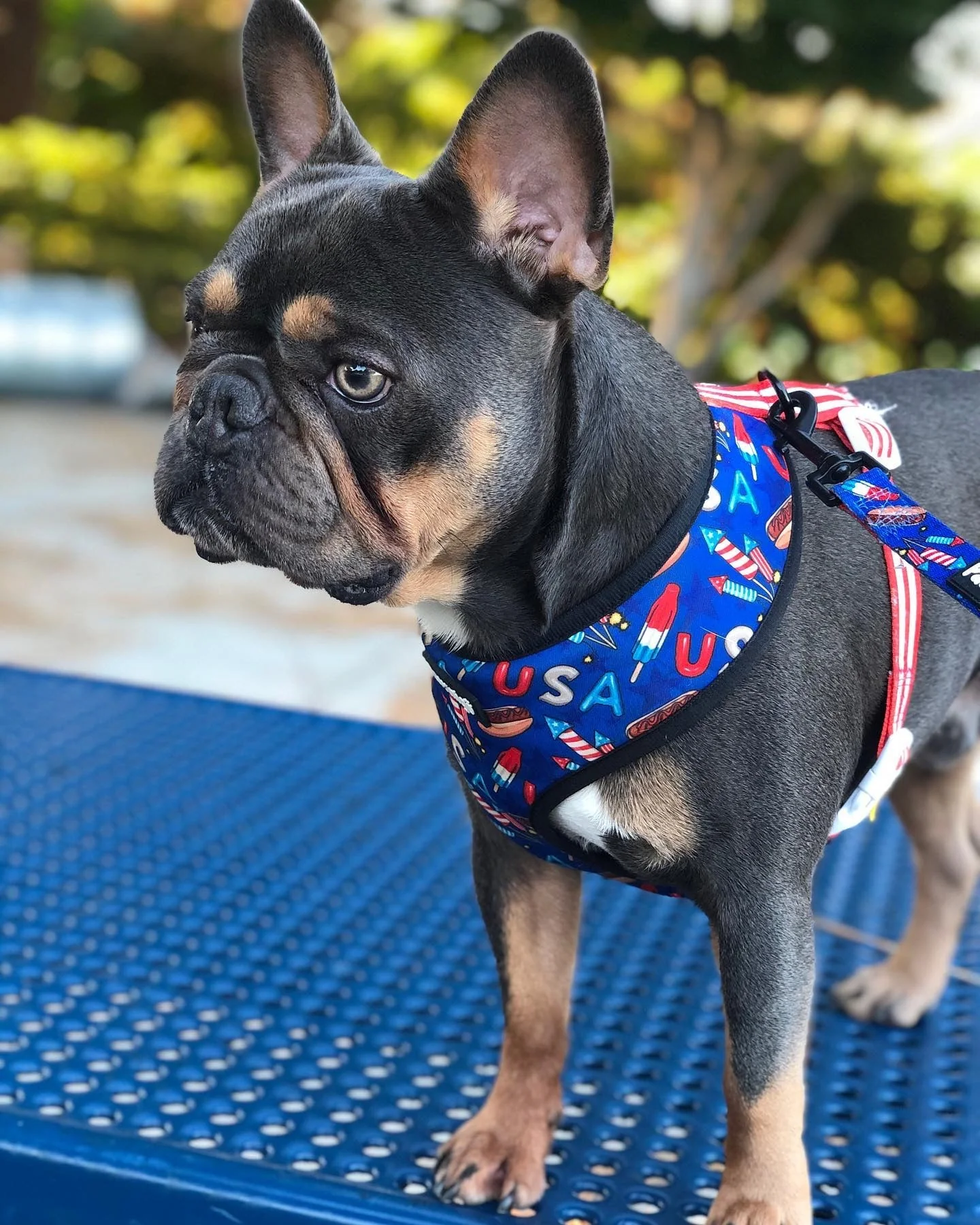 Red, White & Bark Leash Kit - Image 5