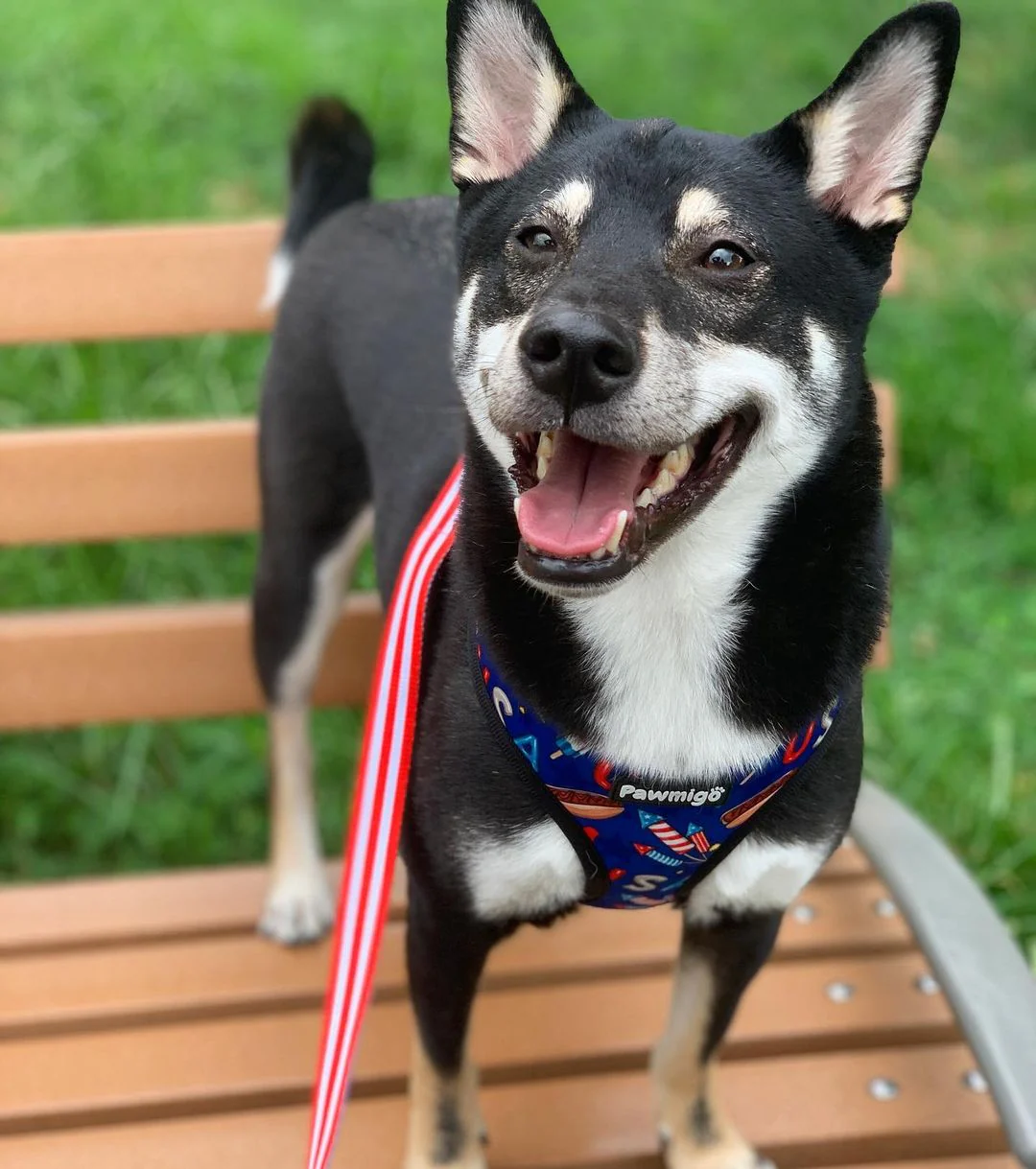 Red, White & Bark Reversible Harness - Image 2