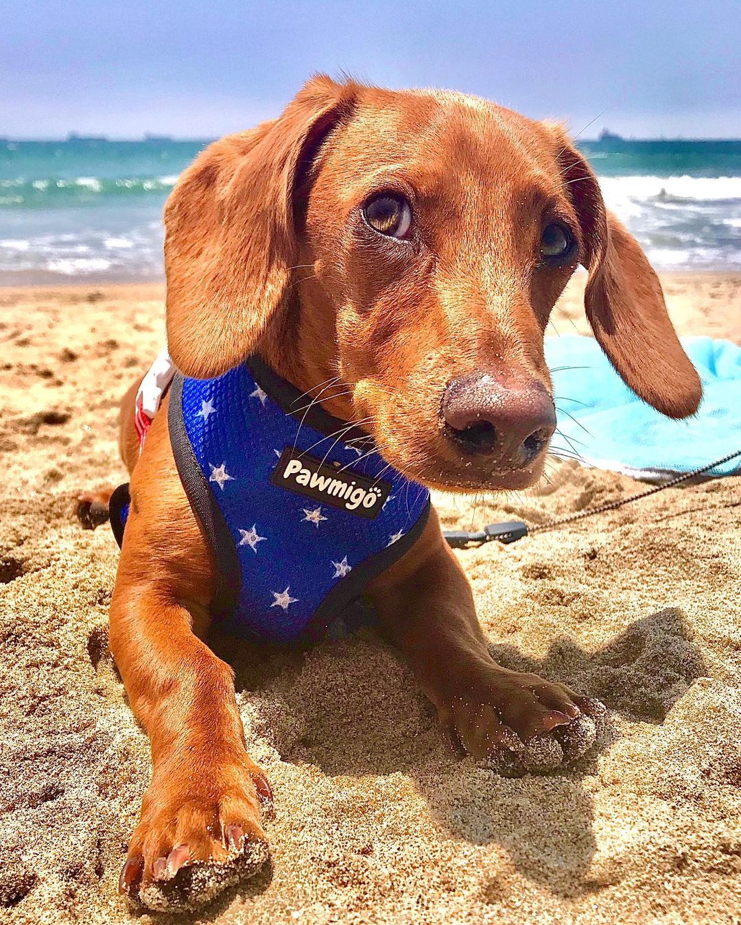 Red, White & Bark Reversible Harness - Image 3