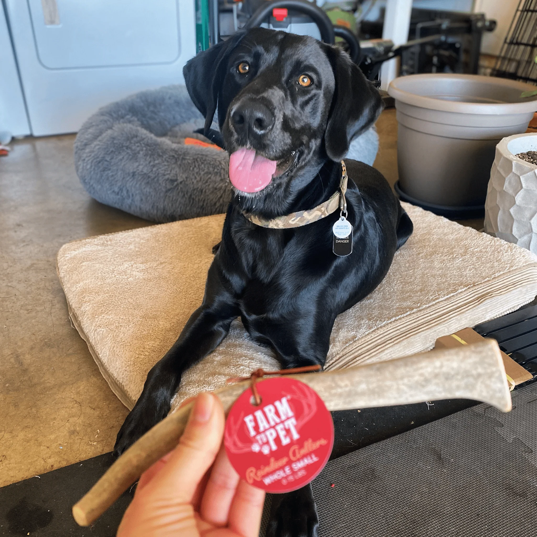 Reindeer Antler Dog Chews | Organic Chews for Dogs - Image 13