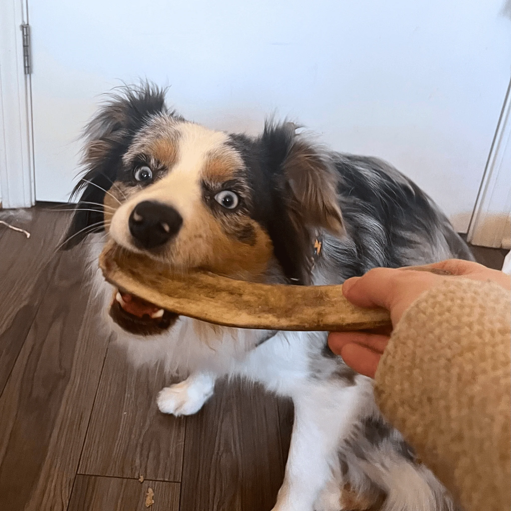 Reindeer Antler Dog Chews | Organic Chews for Dogs - Image 20