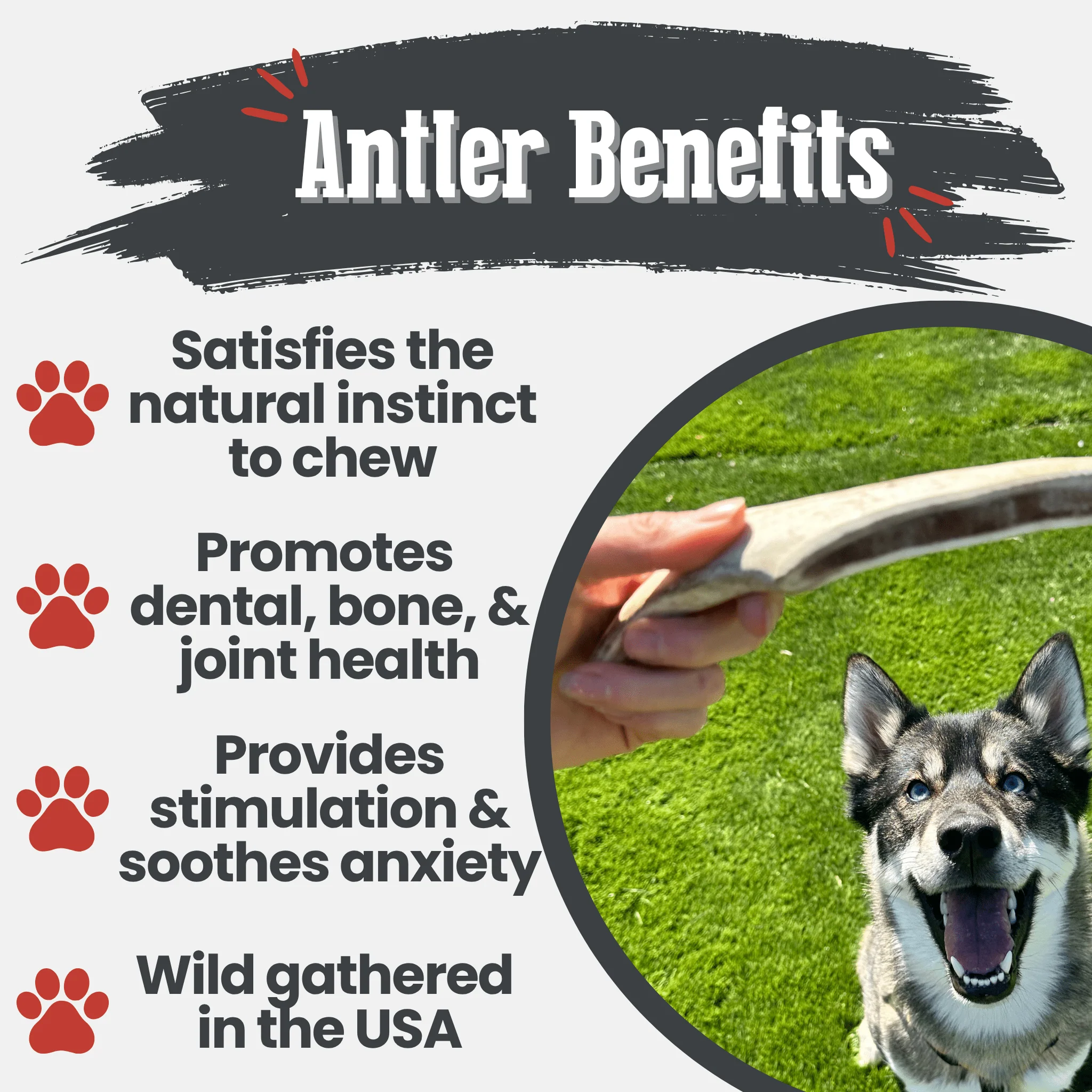 Reindeer Antler Dog Chews | Organic Chews for Dogs - Image 22