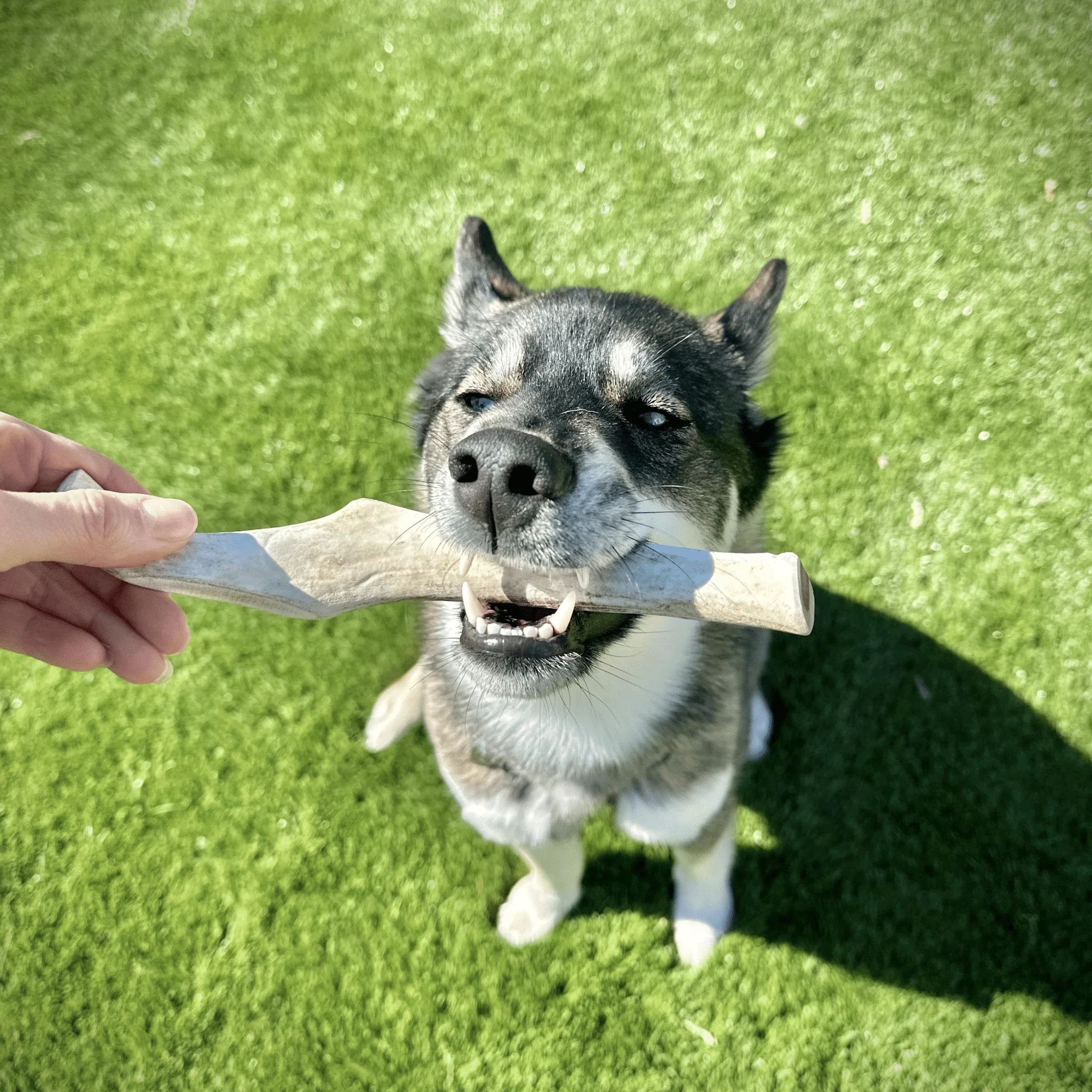 Reindeer Antler Dog Chews | Organic Chews for Dogs - Image 34