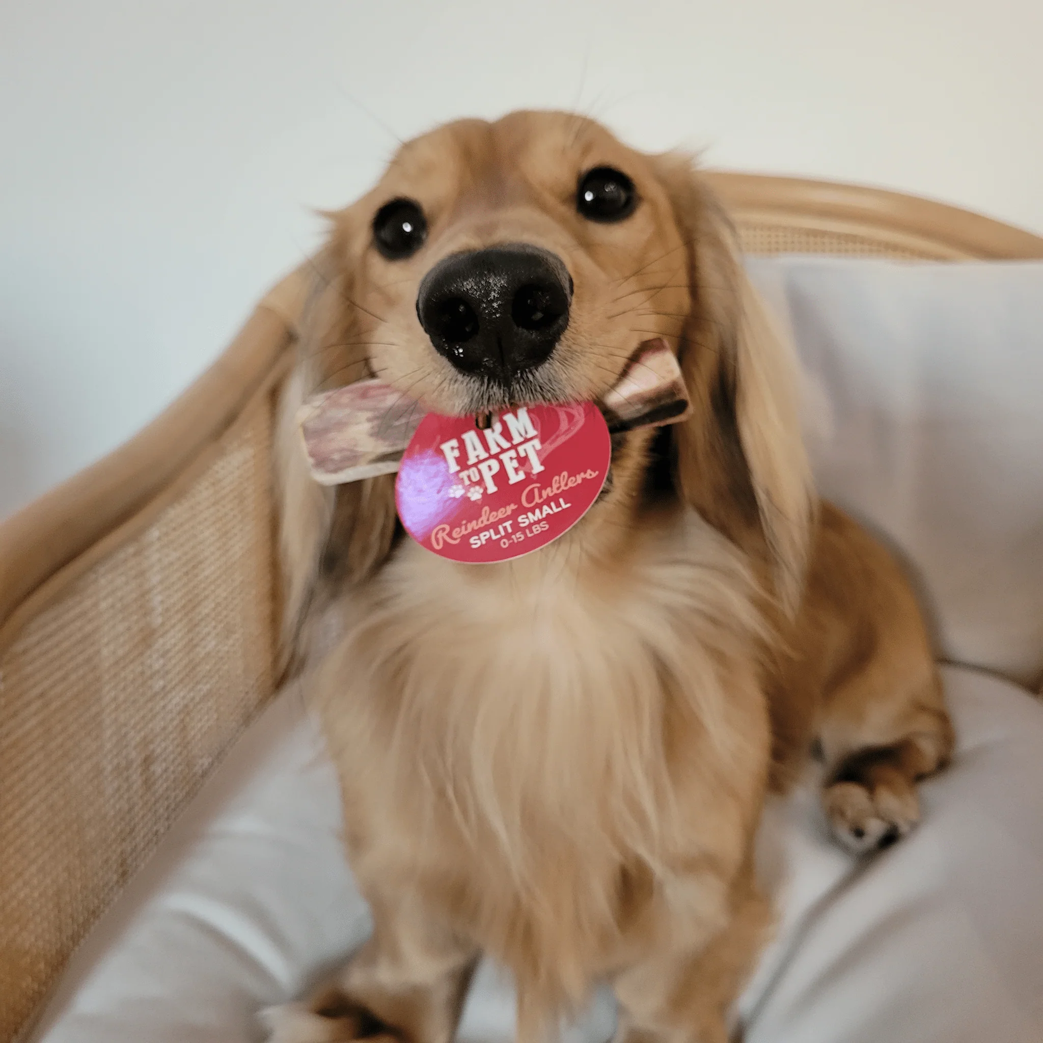 Reindeer Antler Dog Chews | Organic Chews for Dogs - Image 5