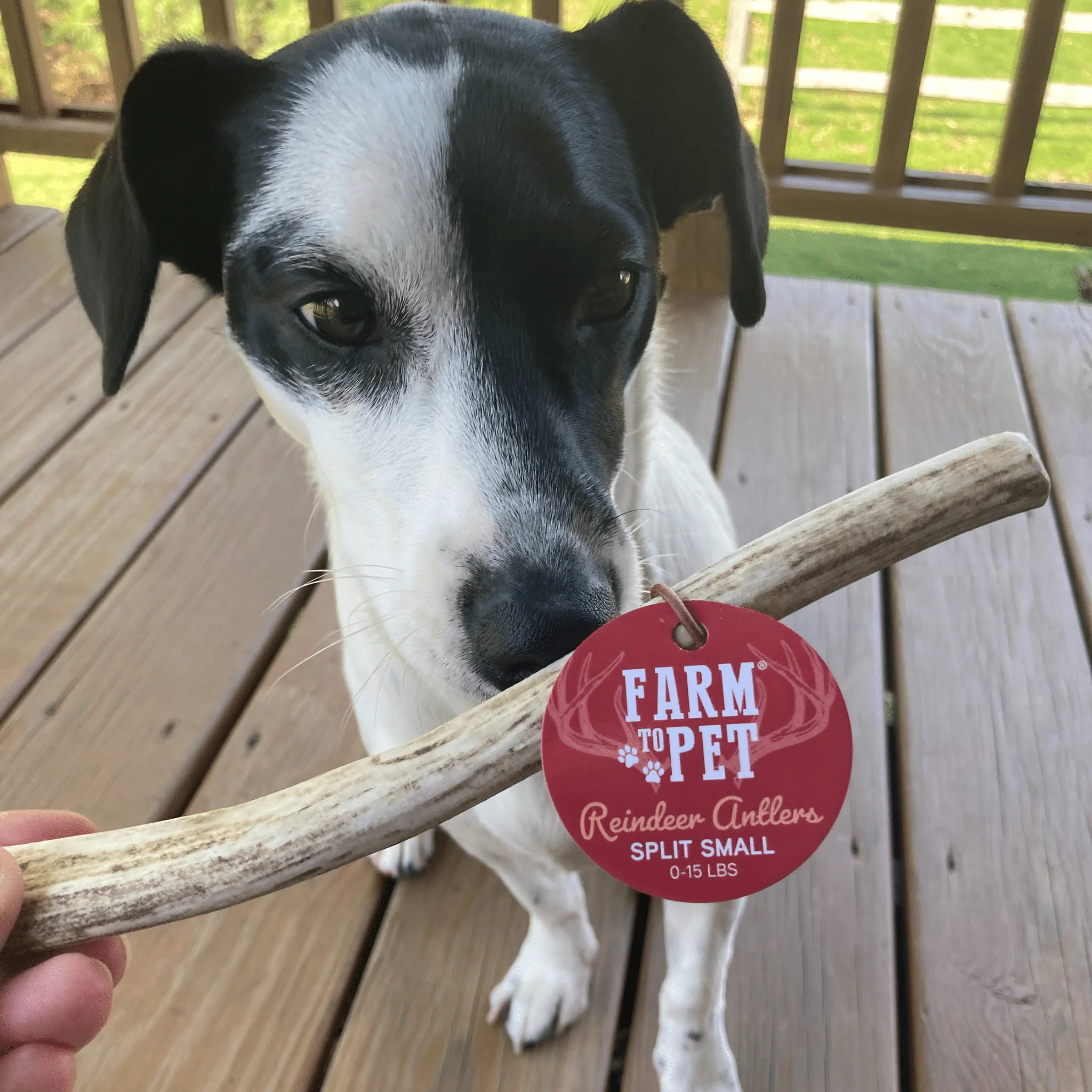 Reindeer Antler Dog Chews | Organic Chews for Dogs - Image 6