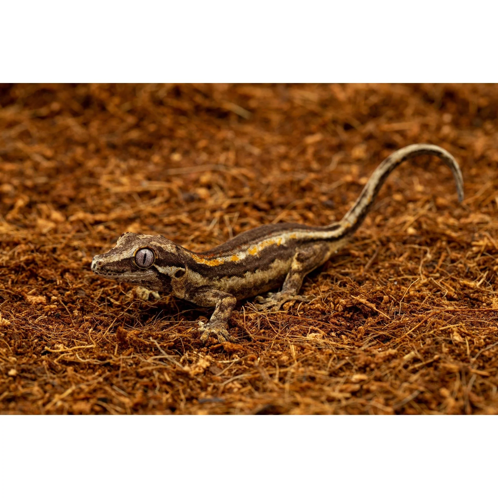 ReptiEarth Breeder Blocks and Bundles - Image 5
